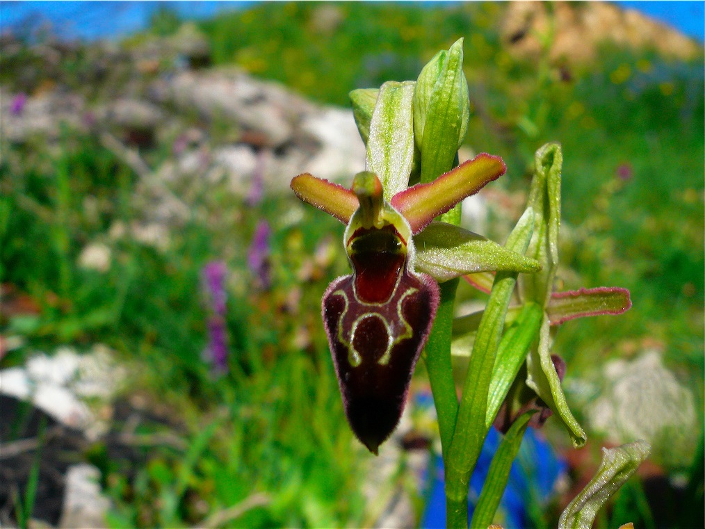 Ophrys , Orchis e ibridi - Orchidee cittadine II